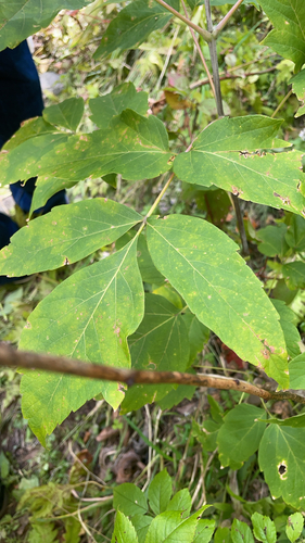 box elder