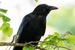 Corvus corone