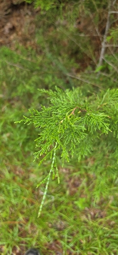 eastern redcedar