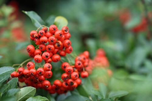 Firethorn