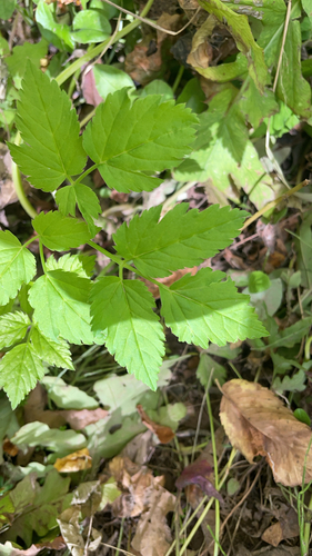 Goutweed