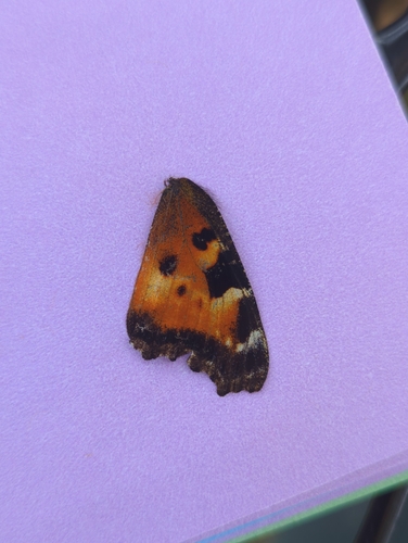 California Tortoiseshell
