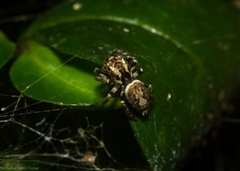 Paraphilaeus daemeli