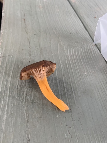 Yellowfoot