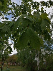 Acer platanoides
