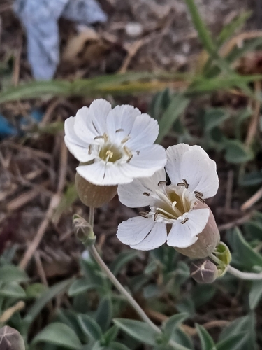 Sea Campion