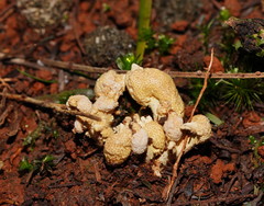 Cordyceps cranstounii