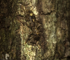 Stigmatium mastersii