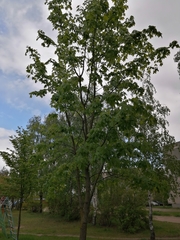 Acer platanoides