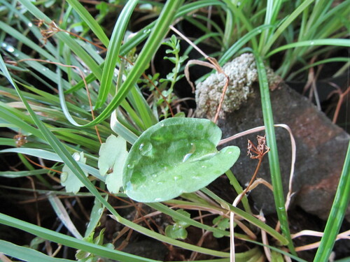 Arisarum simorrhinum