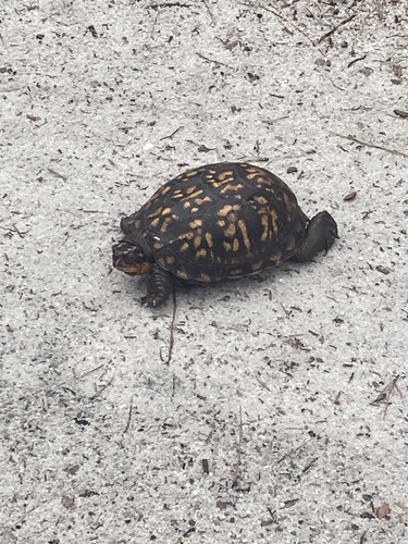 Eastern Box Turtle