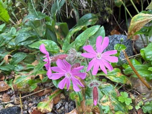 red campion