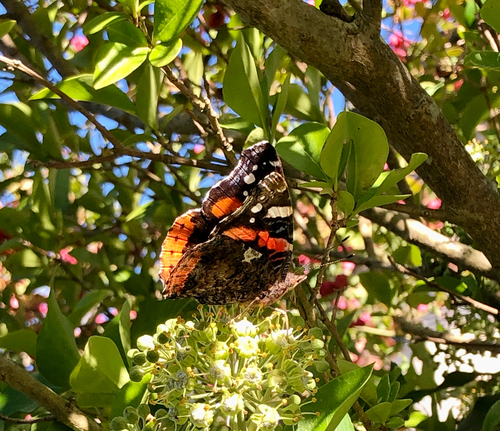 Red Admiral