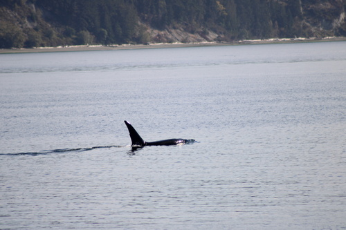 Orca