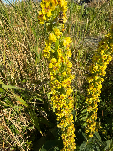 Dark Mullein