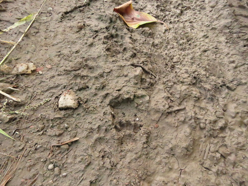 European Badger