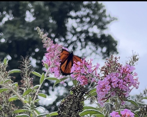Monarch