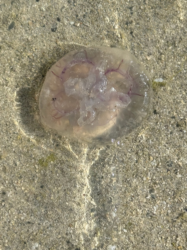 Common Moon Jelly