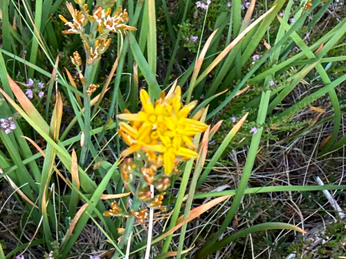 bog asphodel