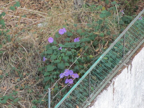 oceanblue morning glory