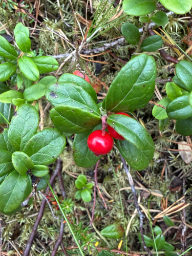Lingonberry