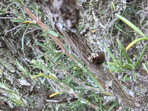 Rosemary Beetle