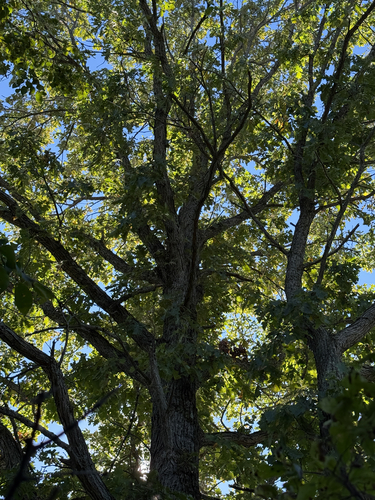 bur oak