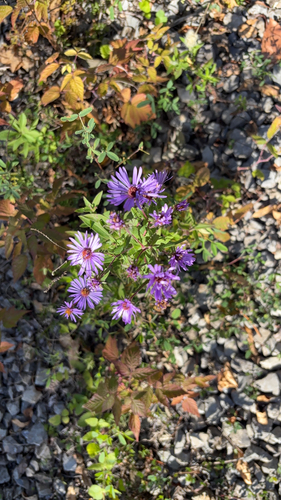 New England aster