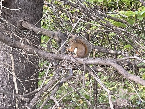 American Red Squirrel