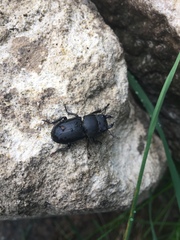 Dorcus parallelipipedus