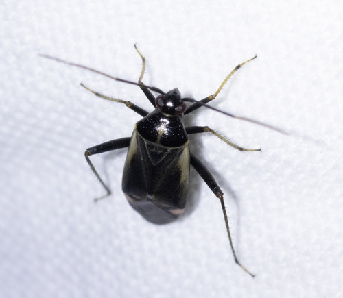 Adelphocoris seticornis