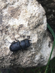 Dorcus parallelipipedus