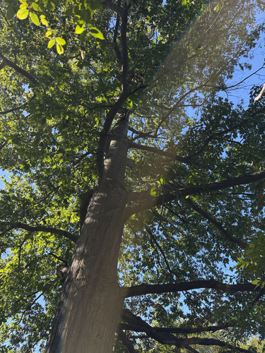 northern red oak