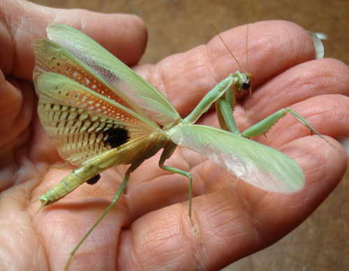 Mediterranean Mantis