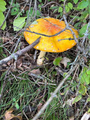 Fly Agaric