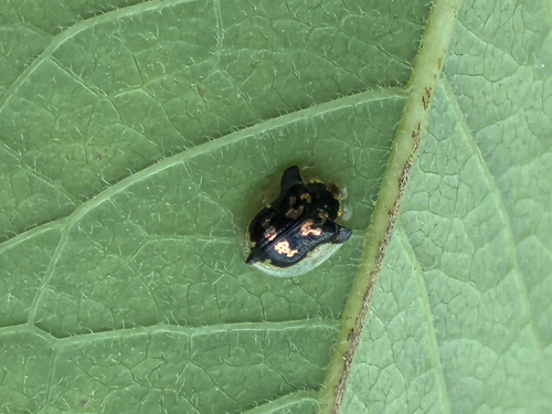 Mottled Tortoise Beetle