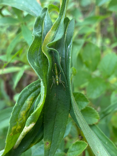 Pale Green Assassin Bug