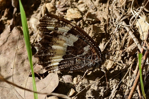 Great Banded Grayling