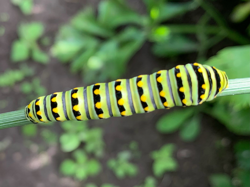 Black Swallowtail
