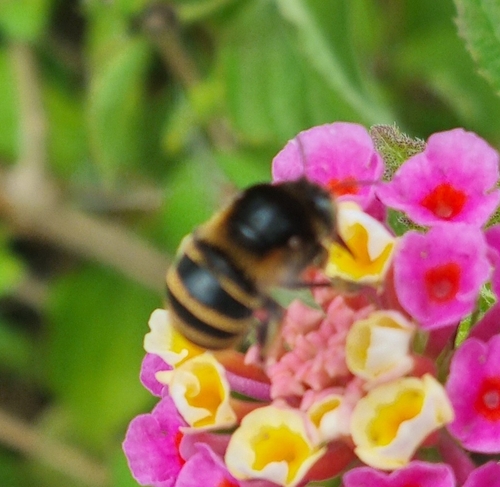 Amegilla quadrifasciata maderae
