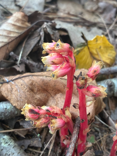 pinesap