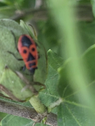 European Firebug