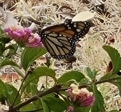 Monarch