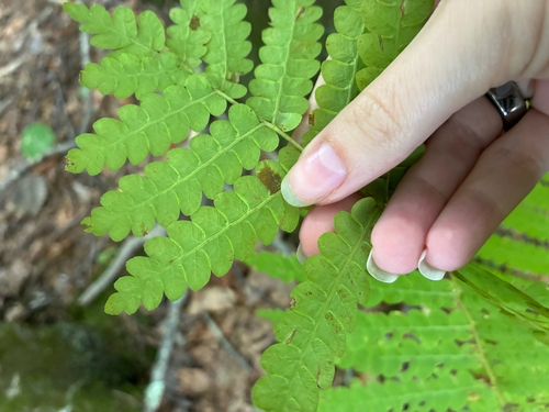 interrupted fern