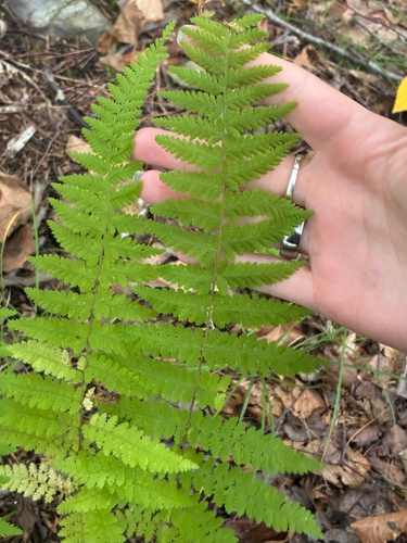 hay-scented fern