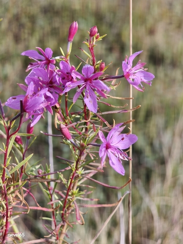 Rosemary-leaved Willowherb