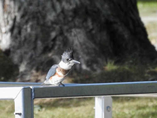 Belted Kingfisher