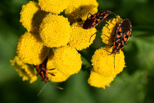 Spilostethus saxatilis