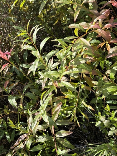 swamp loosestrife