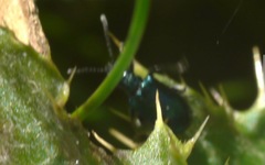 Lema cyanella